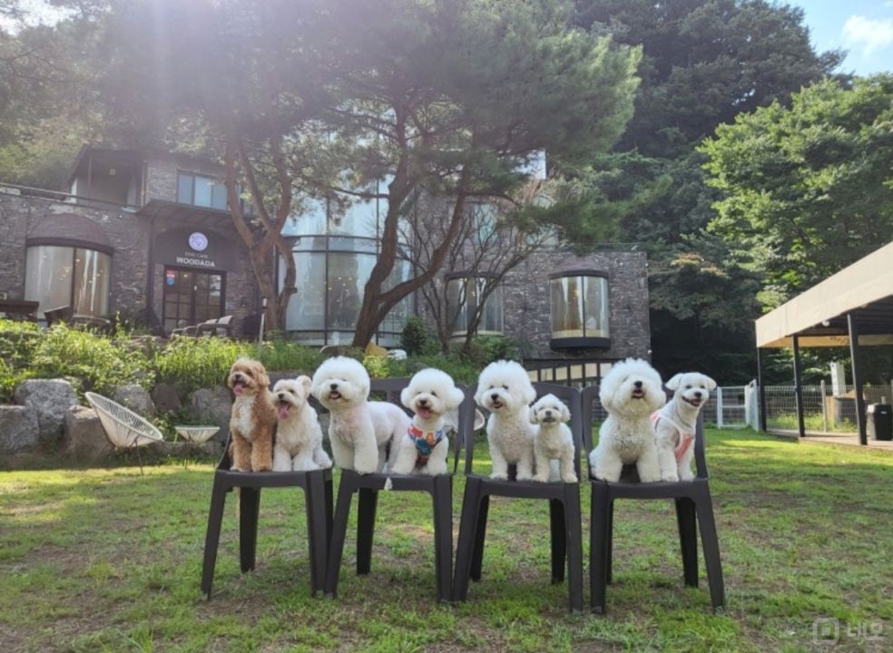 인테리어 및 시설 완비, 뷰가 예쁜 동두천 탑동동 애견카페 매물의 9번째 사진