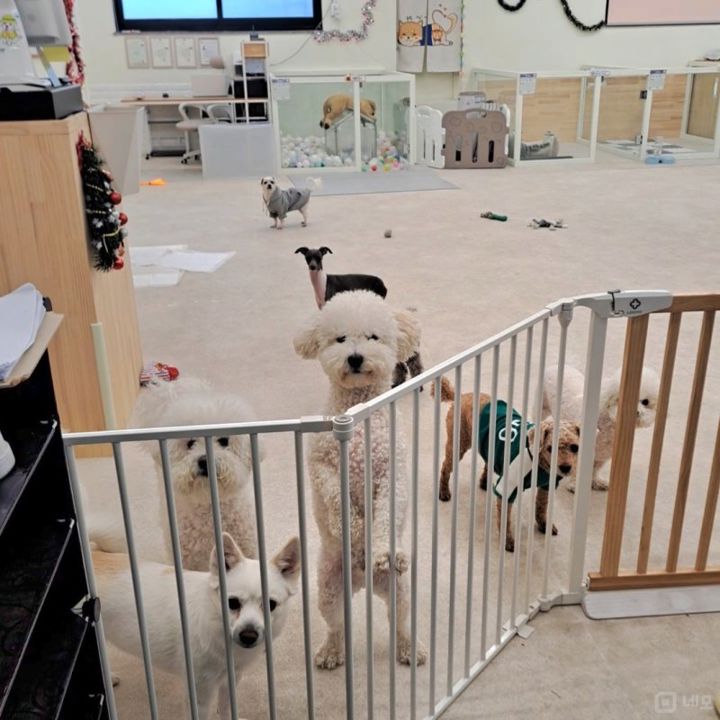 구리시 애견유치원,호텔 매물 매물의 3번째 사진