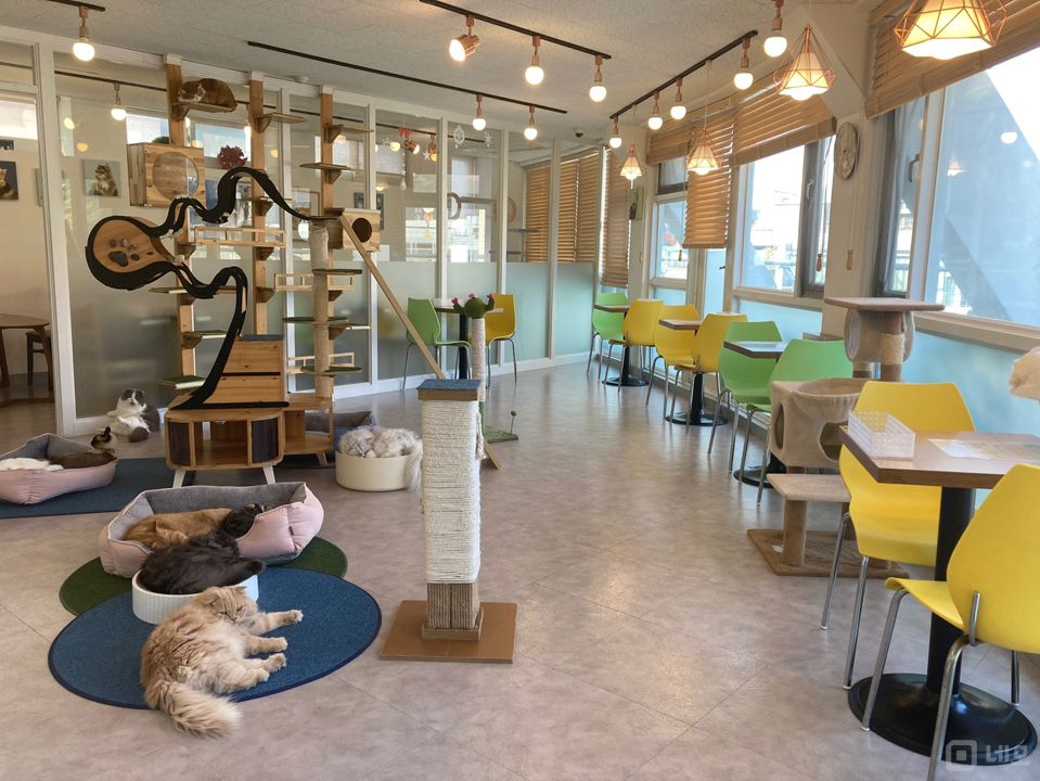 역삼동 주택가 단지 인테리어 좋은 고양이 카페 매물의 1번째 사진
