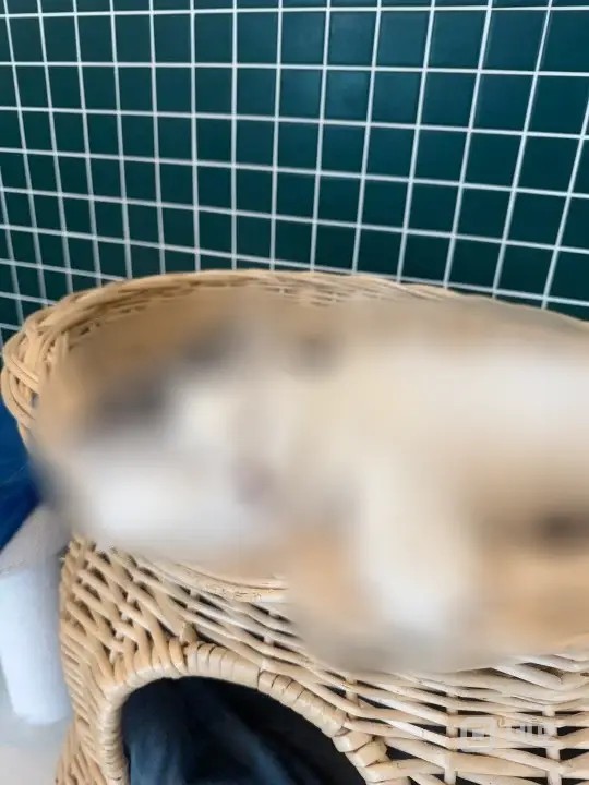 홍대 순익 1천 핫플레이스 고양이분양샵(애견) 양도 매물의 4번째 사진