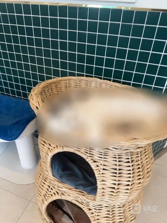 홍대 순익 1천 핫플레이스 고양이분양샵(애견) 양도 매물의 5번째 사진
