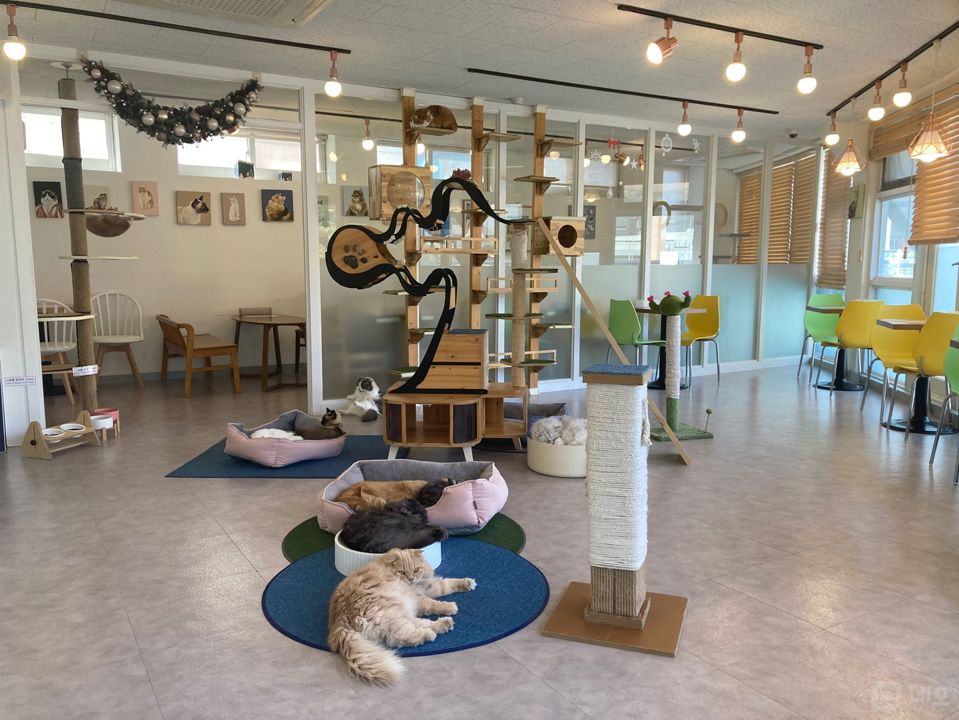 역삼동 주택가 단지 인테리어 좋은 고양이 카페 매물의 2번째 사진