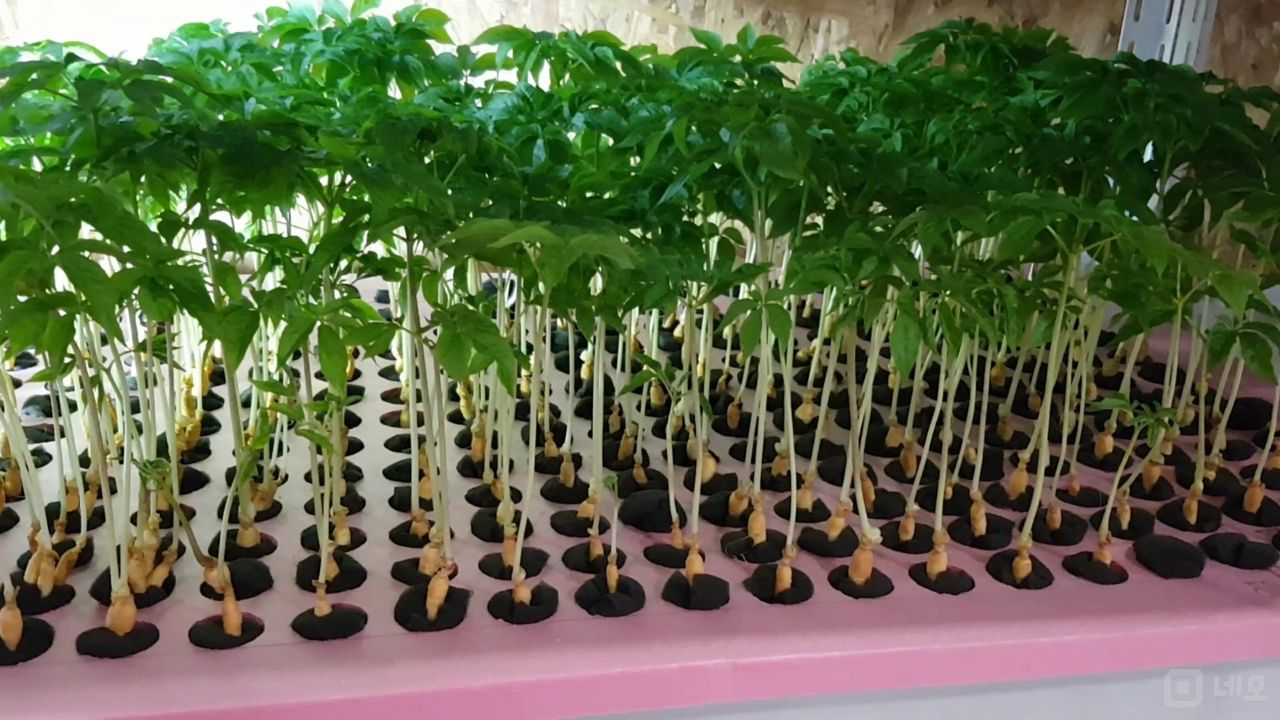 시설 집기 포함, 노하우 전수 수유동 수경재배 매물의 8번째 사진