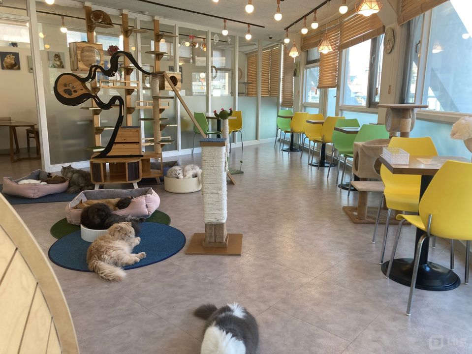 역삼동 주택가 단지 인테리어 좋은 고양이 카페 매물의 4번째 사진
