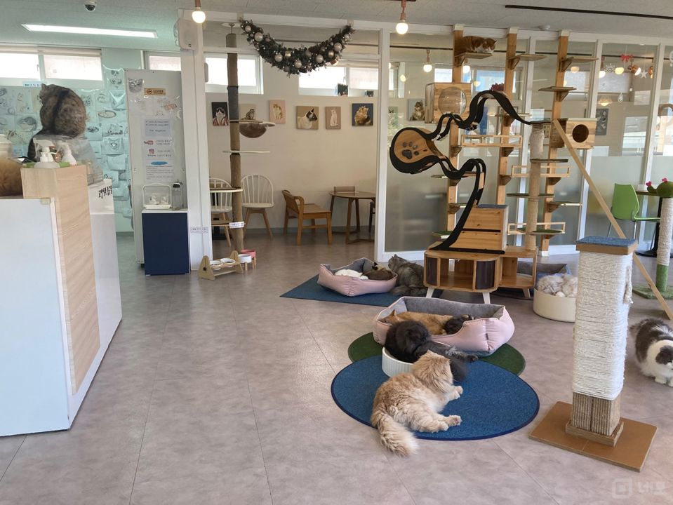 역삼동 주택가 단지 인테리어 좋은 고양이 카페 매물의 3번째 사진