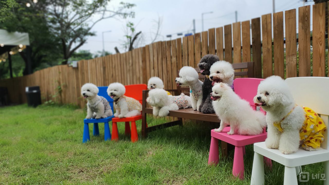 인테리어 및 시설 완비, 뷰가 예쁜 동두천 탑동동 애견카페 매물의 10번째 사진