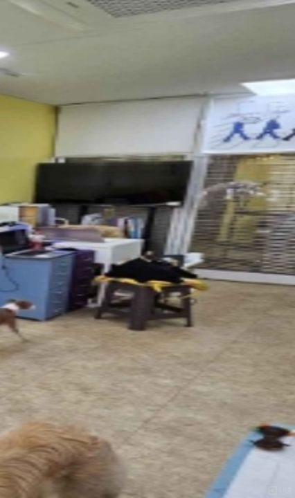 구리시 교문동 성업중인 1층 애견 미용실 양도 매물의 2번째 사진